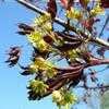 Thumbnail #4 of Acer platanoides by Decumbent