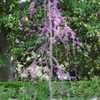 Thumbnail #5 of Cercis canadensis by nifty413