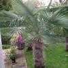 Thumbnail #1 of Trachycarpus takil by sylvainyang