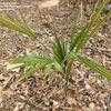 Thumbnail #3 of Trachycarpus takil by ineedacupoftea