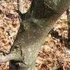 Thumbnail #4 of Amelanchier arborea by Toxicodendron