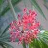 Thumbnail #1 of Jatropha multifida by captphill