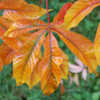 Thumbnail #4 of Aesculus glabra by growin