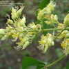 Thumbnail #2 of Aesculus glabra by ViburnumValley