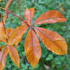 Thumbnail #5 of Aesculus glabra by growin