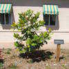 Thumbnail #4 of Magnolia grandiflora by ineedacupoftea