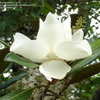 Thumbnail #2 of Magnolia grandiflora by ViburnumValley