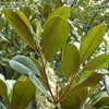Thumbnail #3 of Magnolia grandiflora by ViburnumValley