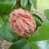 Thumbnail #5 of Magnolia grandiflora by gtr1017