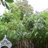 Thumbnail #5 of Solanum macranthum by giancarlo