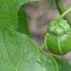 Thumbnail #2 of Solanum macranthum by Floridian