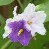 Thumbnail #1 of Solanum macranthum by Floridian