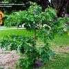 Thumbnail #3 of Solanum macranthum by tropicals9b