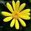 Thumbnail #2 of Euryops pectinatus by SandPiper