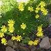 Thumbnail #5 of Euryops pectinatus by hanna1