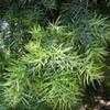 Thumbnail #4 of Afrocarpus gracilior by palmbob