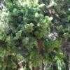 Thumbnail #3 of Afrocarpus gracilior by palmbob