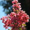 Thumbnail #3 of Lagerstroemia x fauriei by victorgardener