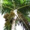 Thumbnail #2 of Veitchia arecina by palmbob