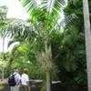 Thumbnail #1 of Veitchia arecina by palmbob