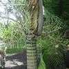 Thumbnail #3 of Veitchia arecina by palmbob