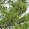Thumbnail #2 of Pinus clausa by Floridian
