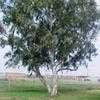 Thumbnail #2 of Corymbia citriodora by BROforest
