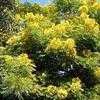 Thumbnail #1 of Cassia leptophylla by Ulrich