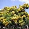 Thumbnail #3 of Cassia leptophylla by metros
