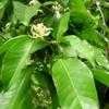 Thumbnail #2 of Magnolia x alba by palmbob