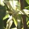 Thumbnail #3 of Magnolia x alba by Clare_CA