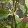 Thumbnail #4 of Magnolia x alba by Clare_CA