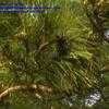 Thumbnail #2 of Pinus nigra by Baa