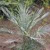 Thumbnail #1 of Chamaerops humilis var. argentea by palmbob