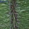 Thumbnail #5 of Pinus nigra by hczone6