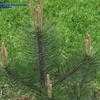 Thumbnail #4 of Pinus nigra by hczone6