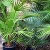 Thumbnail #4 of Chamaerops humilis var. argentea by palmbob