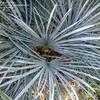 Thumbnail #5 of Chamaerops humilis var. argentea by palmbob