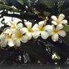 Thumbnail #1 of Plumeria obtusa by kennedyh