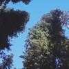 Thumbnail #3 of Sequoia sempervirens by Ulrich