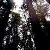 Thumbnail #4 of Sequoia sempervirens by Zanymuse