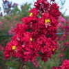 Thumbnail #3 of Lagerstroemia indica by nifty413