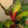 Thumbnail #1 of Ensete ventricosum by rylaff
