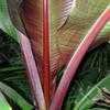 Thumbnail #2 of Ensete ventricosum by palmbob