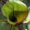 Thumbnail #4 of Ensete ventricosum by Happenstance