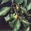 Thumbnail #1 of Fagus grandifolia by kennedyh