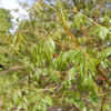 Thumbnail #5 of Koelreuteria bipinnata by growin
