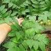 Thumbnail #4 of Koelreuteria bipinnata by growin