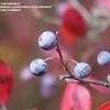 Thumbnail #1 of Vaccinium arboreum by Toxicodendron