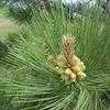 Thumbnail #2 of Pinus ponderosa by Joan